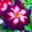 A, variant on Desert Rose, Shade Plant for Gardens-Easy Grow-Low Maintenance-Ideal for Beds Borders, Plant Pots & Planters