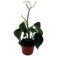 thumbnail image 2 of Raindrop Chinese Money Plant -  Peperomia polybotrya - 2.5" Pot, 2 of 3