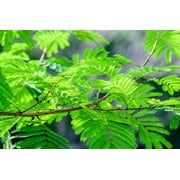 10 Super Rare seeds Acacia /Senegalia catechu -drought tolerant- bright yellow flowers- Container gardening or standard zone 9+ mimosa