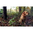 thumbnail image 3 of Valla para mascotas Tenax Select 2A140075, negra, 1,2 m x 100 m, 3 of 5
