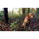 thumbnail image 3 of Valla para mascotas Tenax Select 2A140075, negra, 1,2 m x 100 m, 3 of 5