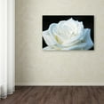 thumbnail image 3 of Kurt Shaffer 'White Rose II' Canvas Art, 3 of 4