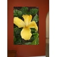 thumbnail image 2 of Howard "Shy Yellow" Wall Decal, 2 of 2