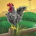 thumbnail image 4 of Marioneta de mano Folkmanis Barred Rock Rooster, negro, blanco y rojo, 4 of 4