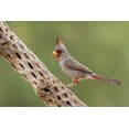 thumbnail image 2 of Archer, Ken 32x23 White Modern Wood Framed Museum Art Print Titled - Male pyrrhuloxia, 2 of 4