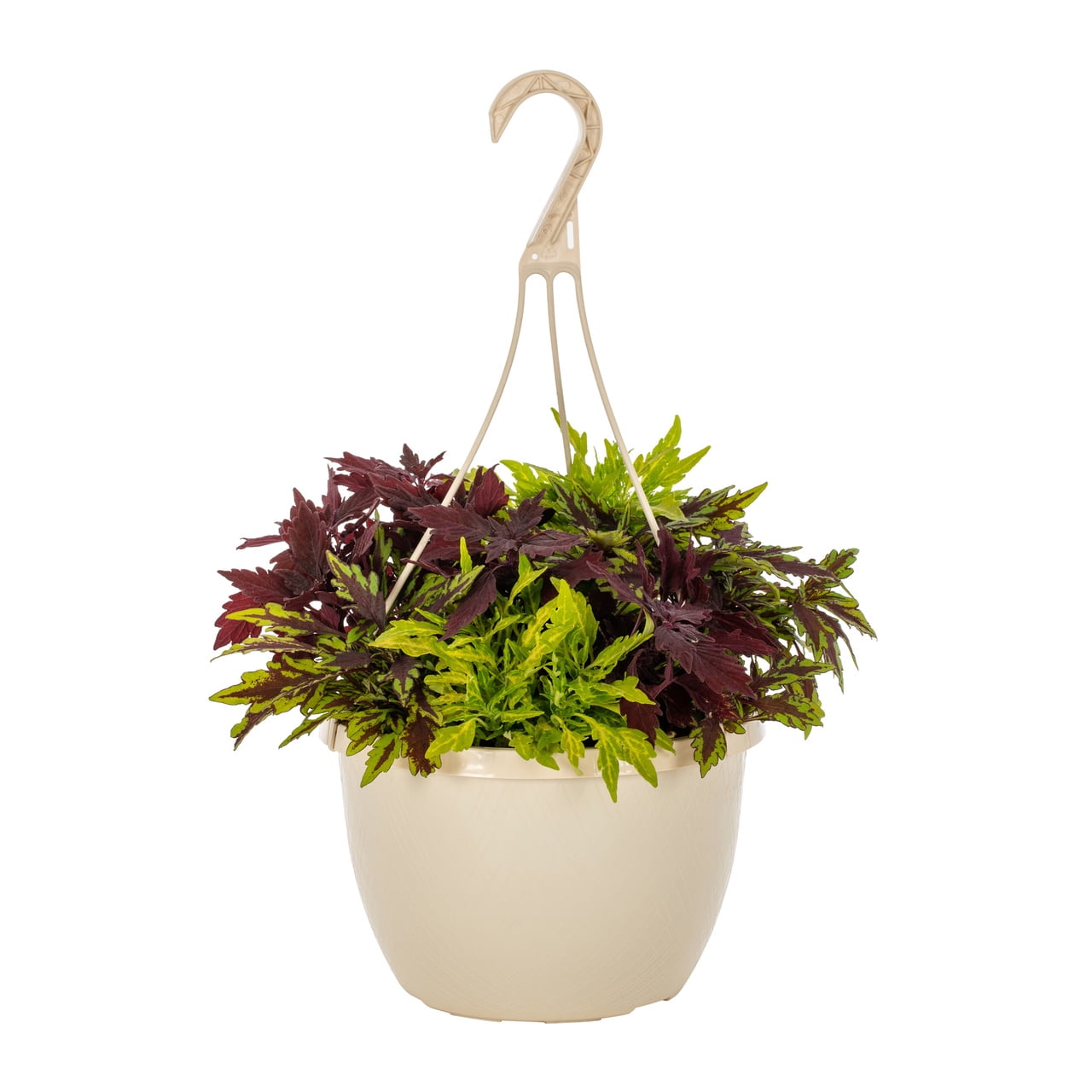 Expert Gardener 1.5G MultiColor Coleus Live Plant Hanging Basket