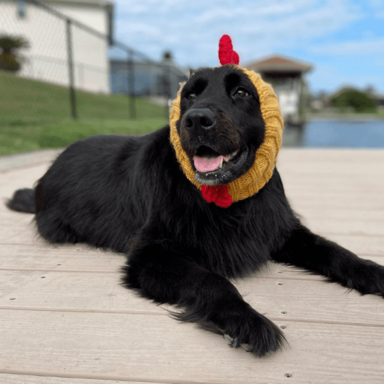 Rooster Snood - The Perfect Dog Snood for Small, Medium and Large Dogs –  Zoo Snoods