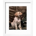 thumbnail image 2 of Labrador Retriever Puppy, Animals Framed Art Print Wall Art by Joe McDonald Sold by Art.Com, 2 of 5