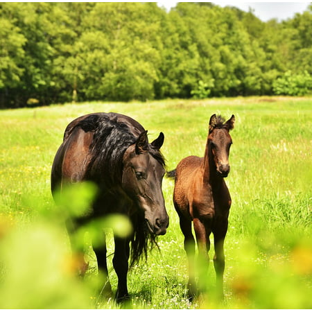 LAMINATED POSTER Pasture Paddock Foal Horse Summer Mother Poster Print 24 x