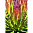 thumbnail image 3 of Taylor, Douglas 13x18 Black Modern Framed Museum Art Print Titled - Colorful Agave II, 3 of 5