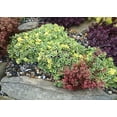 thumbnail image 5 of Better Homes and Gardens Outdoor Live Plant Sedum Stonecrop Sunsparkler Lime Twister Lime Green 1QT, Full Sun, 5 of 5