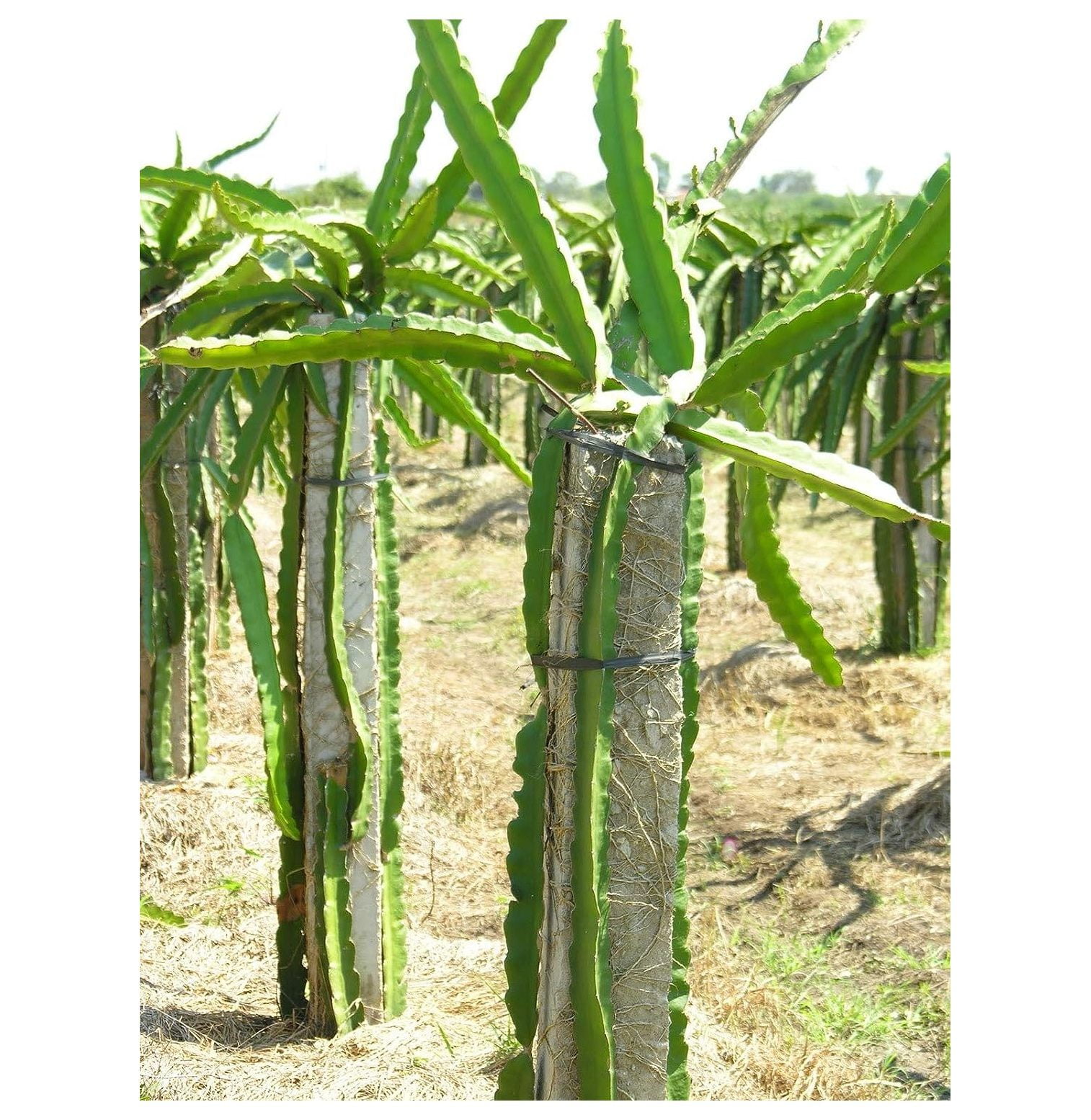 Dragon Fruit Tree On a Trellis - Live Plant in a 3 Gallon Pot - Hyloce –  Wekiva Foliage