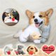 thumbnail image 4 of Juguete de peluche con latido del corazón para dormir para mascotas, juguete para cachorros, 4 of 5