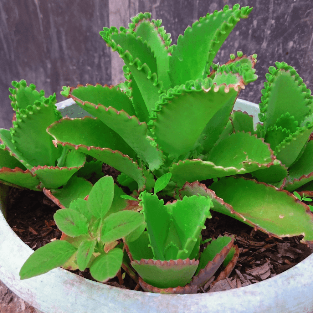 Mother Of Thousands Plant Live, Kalanchoe Succulent Plant in 2" Pot, Indoor Houseplant