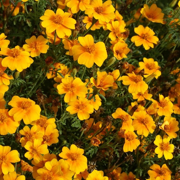 Signet Marigold Flower Garden Seeds - Gem Series - Tangerine - 1000 Seeds - Annual Flower Gardening Seeds - Tagetes signata