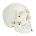 thumbnail image 6 of Axis Scientific Life Size 3-Part Painted and Numbered Human Skull Model | Muscle Origin and Insertion Points for 48 Muscles | Includes Detailed Product Manual, 6 of 9