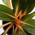 thumbnail image 3 of American Plant Exchange Live "Fire Flash" Spider Plant 6-Inch Pot, Easy Care Houseplant, 3 of 5