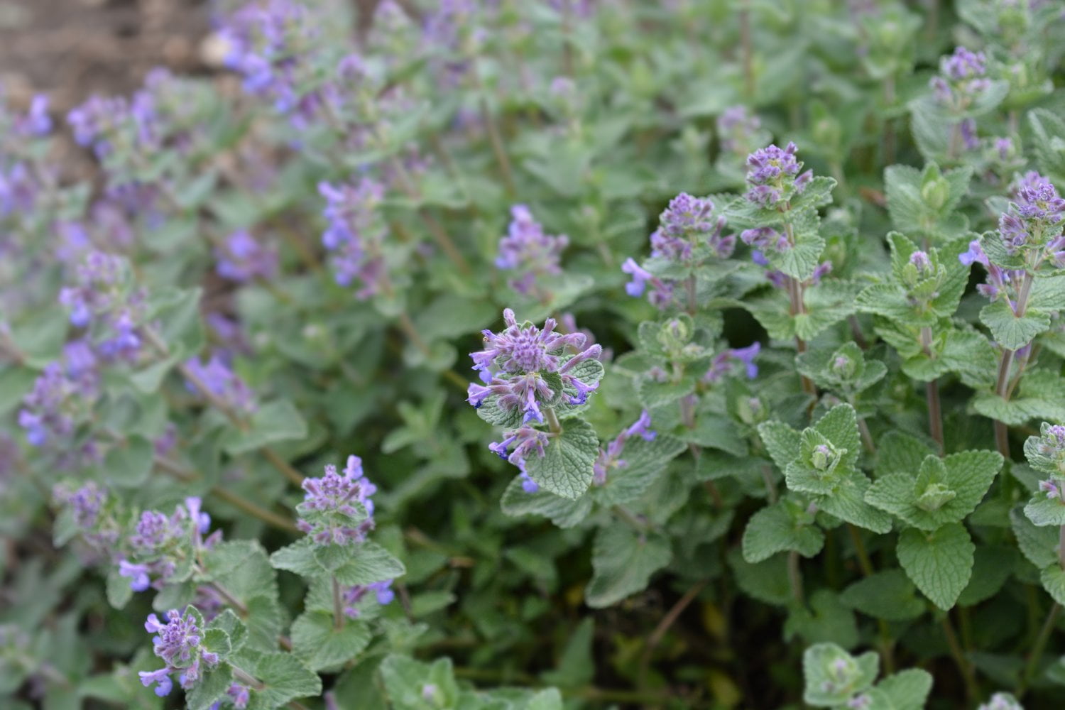 Catnip Seeds (Nepeta cataria) 150 Seeds (0.5 grams)