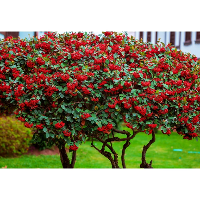 Pulowzillia プロウジリア PULOWZILLIA - Pulowzillia | vkgy (ブイケージ)