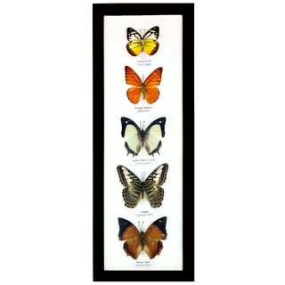 Buy Realistic Monarch Butterfly Cupcake Topper or Appetizer Picks, Set of  12, Perfect for Spring or Summer Online in India 