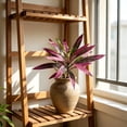 thumbnail image 4 of Artificial Cordyline Plant Stems, Fake Ti Leaf Tropical Greenery, Faux Dracaena Plant Picks, Artificial Cordyline Fruticosa Leaves for Indoor Outdoor Home Garden Decor, 4 of 4