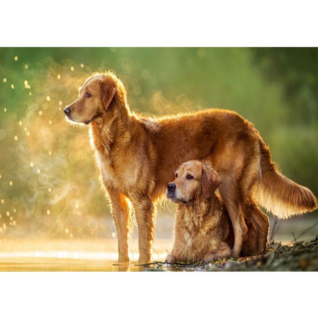 Diamond Painting (DE5233) 5D Art Square Drawing Kit DIY Perros por el río 50x70cm Hugtrwg Para estrenar