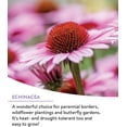 thumbnail image 2 of Mélange de Graines de Fleurs Sauvages Vivaces, 2 of 4