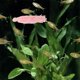 thumbnail image 4 of OHOIOLLA 8Ud Mop Para Reproducción De Peces Multifuncional Para Con Material Duradero, 4 of 8