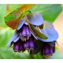 Purple Honeywort Seeds for Planting (10 Seeds)