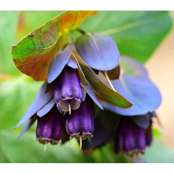 Purple Honeywort Seeds for Planting (10 Seeds)