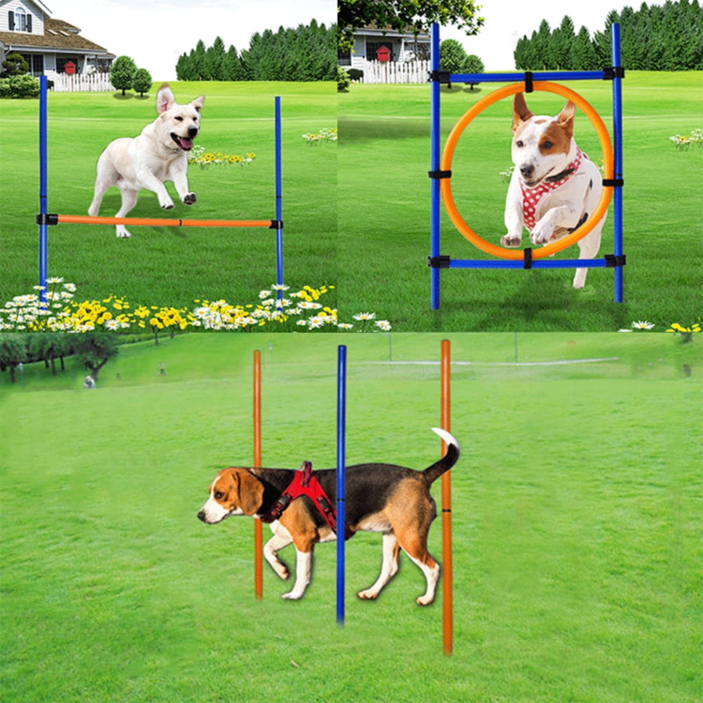 outdoor dog training equipment