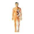 thumbnail image 1 of 1 Set Of Realistic Body Model For Kids STEAM Diy Anatomy Kit For Science Experiments Self-Assembly Human Body Model For Learning Funny Human Body Puzzle, 1 of 8