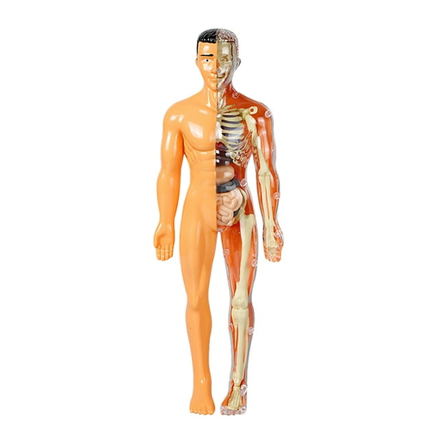 1 Set Of Realistic Body Model For Kids STEAM Diy Anatomy Kit For Science Experiments Self-Assembly Human Body Model For Learning Funny Human Body Puzzle
