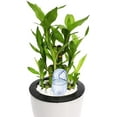 thumbnail image 2 of Jinsinto 4 Pieces Automatic Watering Tip Ball Device, Transparent Plant Waterer, Automatic Drip Irrigation Water Pile (Bird Shape) for Pots for Indoor and Outdoor Potted Flowers, 2 of 6