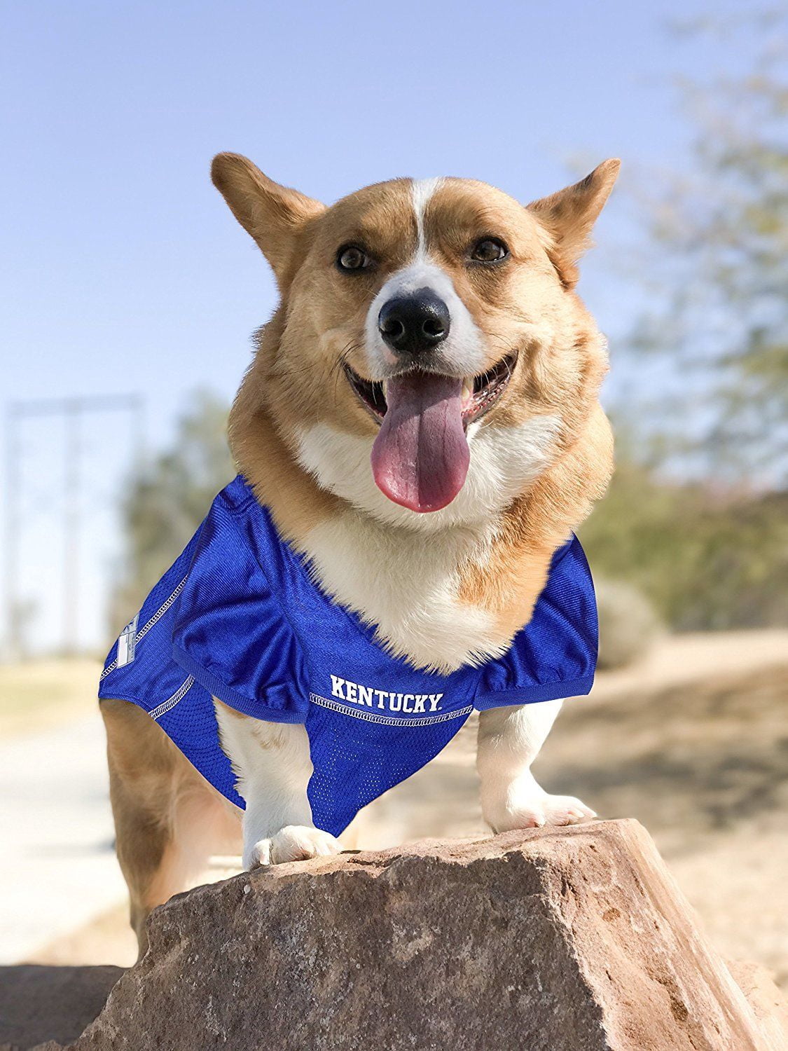 Pets First Collegiate Kentucky Wildcats Football/Basketball Mesh Jersey for Pet Dog. available in 40+ Teams - Small