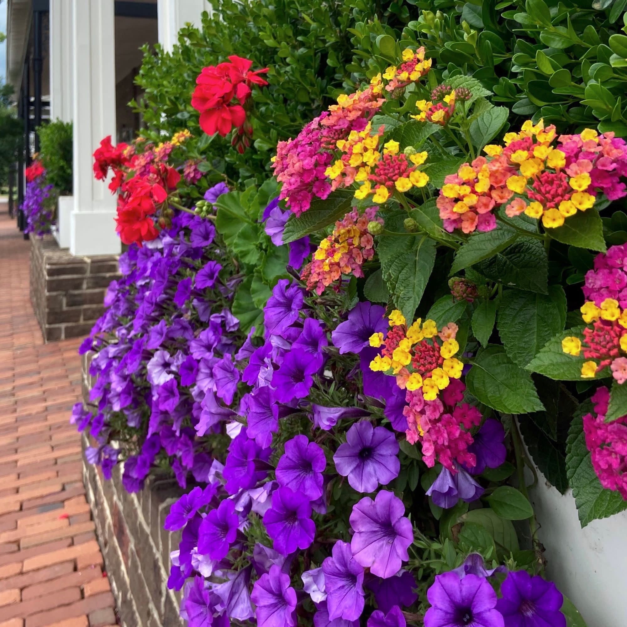 Proven Winners 4" Multicolor Luscious Royale Cosmo Lantana Live Plant in 4.25" Pot (4 Count)