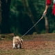 thumbnail image 4 of Correa para perros Cadena para perros Artefacto para pasear perros Paseo diario al aire libre Pelo Niños, 4 of 4