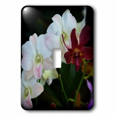 Beauty Stems - 3dRose Flow of Beauty is a photo of some beautiful blush orchid stem, Single Toggle Switch