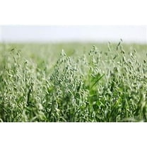 Florida 501 Oats Seed - 20 Lbs.