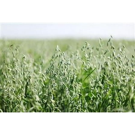 Florida 501 Oats Seed - 10 Lbs.