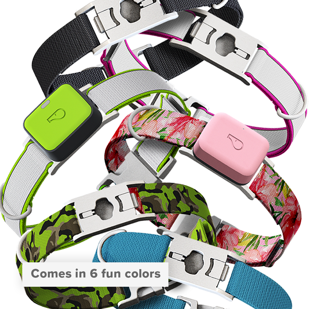 Whistle Small Twist & Go Pet Tracking Collar Compatible With