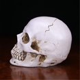 thumbnail image 4 of Human Skull Handmade D Decoration Decor Goth Halloween Gift, 4 of 4