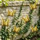 thumbnail image 5 of Butterflys Wall Decoration Outdoor Fence Decoration Garden And Courtyard Ornaments Handicrafts, 5 of 7