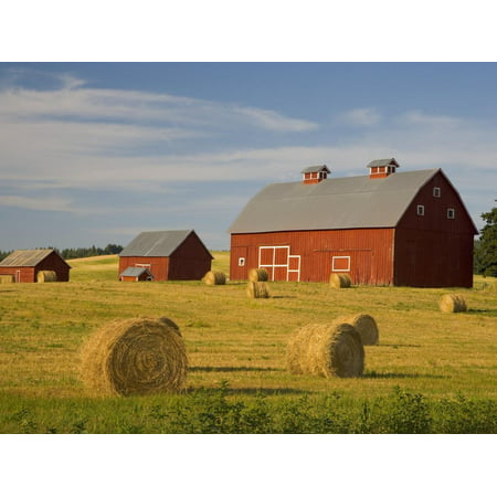Barns and Hay Bales in Field Print Wall Art By Darrell (Best Seed For Hay Field)
