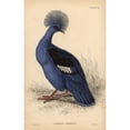 thumbnail image 2 of Western Crowned Pigeon, Goura Cristata, Vulnerable Poster Print By ® Florilegius Mary Evans (18 X 24), 2 of 4