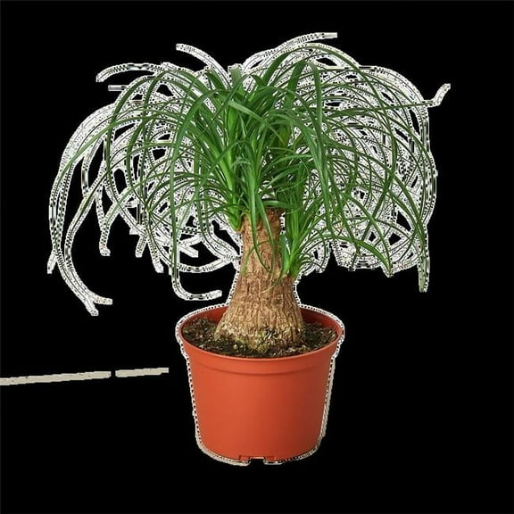 House Plant Dropship 6-PALM-PONYTAIL-NURSERY.POT 6 in. Palm Ponytail Nursery Pot