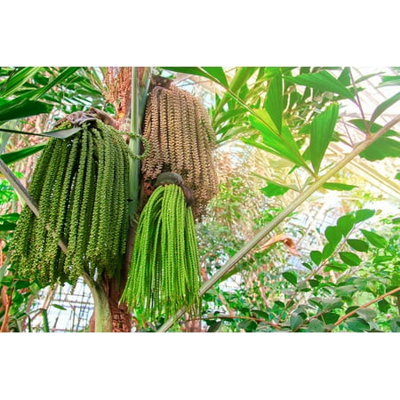 5 seeds Caryota urens -Fishtail Palm -Tropical Container Gardening - Rare plant