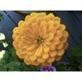 thumbnail image 2 of 250 ISABELLINA ZINNIA Elegans Pastel Light Yellow Double Heirloom Flower Seeds, 2 of 2