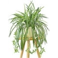 thumbnail image 4 of 2PCS Artificial Hanging Plants Fake Spider Plants Fake Silk Chlorophytum Wall Hanging Plants for Wall Indoor Outdoor Decor, 4 of 8