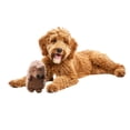 thumbnail image 1 of Juguete de peluche SPOT Hedgehog de pana con chirriador para perros, 20 cm, 1 of 7